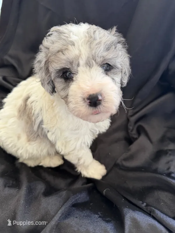 Kiwi Micro Mini Sheepadoodle – Poodle - Toy , Sheepadoodle puppy for sale in Phoenix, AZ