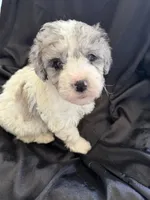 Kiwi Micro Mini Sheepadoodle, a male Poodle - Toy  and Sheepadoodle for sale in Phoenix, AZ – 1 of 10