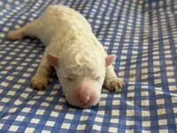 Sugar Micro Mini, a male Old English Sheepdog and Poodle - Toy  for sale in Phoenix, AZ – 9 of 10