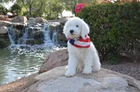 Rufas Mini Sheepadoodle, a male Sheepadoodle for sale in Phoenix, AZ – 6 of 8