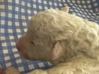 Sugar Micro Mini, a male Old English Sheepdog and Poodle - Toy  for sale in Phoenix, AZ – 7 of 10