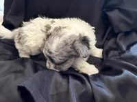 Yogi Micro Miniture Sheepadoodle, a male Old English Sheepdog and Poodle - Toy  for sale in Phoenix, AZ – 7 of 8