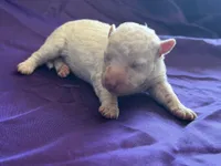 Casper Micro Miniture, a male Old English Sheepdog and Poodle - Toy  for sale in Phoenix, AZ – 5 of 6