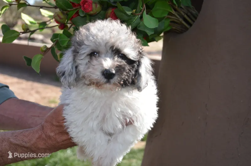 Micro Mini just reduced – Sheepadoodle puppy for sale in Phoenix, AZ