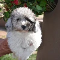 Micro Mini just reduced, a male Sheepadoodle for sale in Phoenix, AZ – Photo 1 of 4