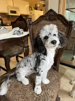 Micro Mini just reduced, a male Sheepadoodle for sale in Phoenix, AZ – Photo 4 of 5