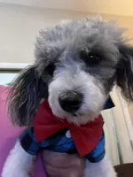 Micro Mini just reduced, a male Sheepadoodle for sale in Phoenix, AZ – Photo 5 of 5