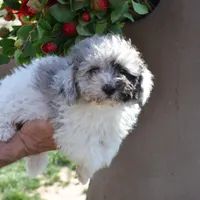 Micro Mini just reduced, a male Sheepadoodle for sale in Phoenix, AZ – Photo 2 of 4