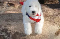 Rufas Mini Sheepadoodle, a male Sheepadoodle for sale in Phoenix, AZ – 7 of 8