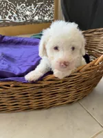 Casper Micro Mini Doodle with Blue Eyes, a male Poodle - Toy  and Sheepadoodle for sale in Phoenix, AZ – 5 of 5
