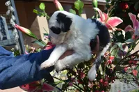 processed/732a1749-41a6-49cc-8075-9c52d658297e/listing/18b9500f-4453-4927-9066-b1c188d0027a/5de17538-3fa9-4d12-8648-9e7fe128595d