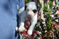 processed/732a1749-41a6-49cc-8075-9c52d658297e/listing/18b9500f-4453-4927-9066-b1c188d0027a/abe78740-d32e-4f55-a0d6-be7530c9fe8c