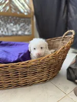 Casper Micro Mini Doodle with Blue Eyes, a male Old English Sheepdog and Poodle - Toy  for sale in Phoenix, AZ – 3 of 5