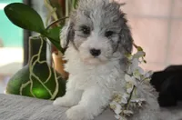 Kiwi micro Miniture, a male Old English Sheepdog and Poodle - Toy  for sale in Phoenix, AZ – 3 of 7
