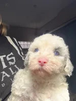 Snowflake Micro Mini / Blue Eyes, a female Poodle - Toy  and Sheepadoodle for sale in Phoenix, AZ – 5 of 9
