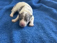 Kiwi micro Miniture, a male Old English Sheepdog and Poodle - Toy  for sale in Phoenix, AZ – 1 of 8