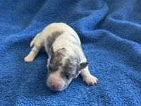 Kiwi Micro Mini, a male Poodle - Toy  and Sheepadoodle for sale in Phoenix, AZ – 8 of 8