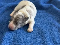Kiwi micro Miniture, a male Old English Sheepdog and Poodle - Toy  for sale in Phoenix, AZ – 7 of 8