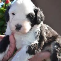 Railey-Reduced price, a male Sheepadoodle for sale in Phoenix, AZ – Photo 5 of 5