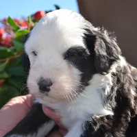 Railey-Reduced price, a male Sheepadoodle for sale in Phoenix, AZ – Photo 4 of 5