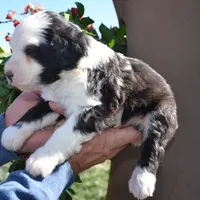 Railey-Reduced price, a male Sheepadoodle for sale in Phoenix, AZ – Photo 3 of 5