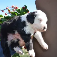 Railey-Reduced price, a male Sheepadoodle for sale in Phoenix, AZ – Photo 2 of 5