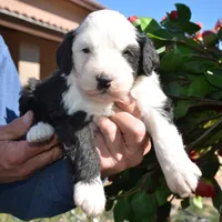 Railey-Reduced price, a male Sheepadoodle for sale in Phoenix, AZ – Photo 1 of 5