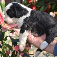 Rain-Reduced price, a female Sheepadoodle for sale in Phoenix, AZ – Photo 2 of 3