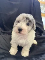 Yogi Micro Mini Sheepadoodle , a male Poodle - Toy  and Sheepadoodle for sale in Phoenix, AZ – 5 of 8