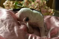 processed/732a1749-41a6-49cc-8075-9c52d658297e/listing/21b25eac-3d59-4d16-ac2e-056d409841a6/1c890a3d-cf65-4fef-8d3a-8a765754b0e0