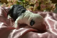 processed/732a1749-41a6-49cc-8075-9c52d658297e/listing/21b25eac-3d59-4d16-ac2e-056d409841a6/321ca311-b329-4b0e-a00b-bc264ec0e3b6