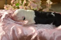 processed/732a1749-41a6-49cc-8075-9c52d658297e/listing/21b25eac-3d59-4d16-ac2e-056d409841a6/8bfd1e3e-5ac7-42d8-ad8b-fc5aa939cc68