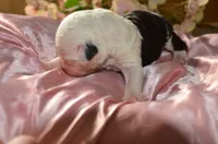 processed/732a1749-41a6-49cc-8075-9c52d658297e/listing/21b25eac-3d59-4d16-ac2e-056d409841a6/d2f4fc93-c00e-4e9c-86ae-8901380d1613