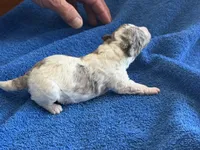 Kiwi Micro Mini, a male Poodle - Toy  and Sheepadoodle for sale in Phoenix, AZ – 7 of 8