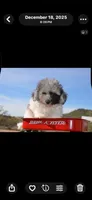 Prince, a male Sheepadoodle for sale in Phoenix, AZ – 3 of 3