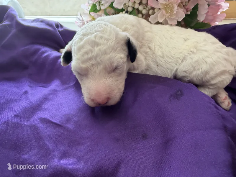MAX – Sheepadoodle, Poodle - Standard  puppy for sale in Phoenix, AZ