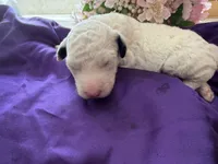 MAX, a male Sheepadoodle and Poodle - Standard  for sale in Phoenix, AZ – 1 of 5