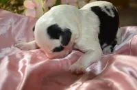 processed/732a1749-41a6-49cc-8075-9c52d658297e/listing/251b9f27-84bd-4820-a301-b9bc1123aa40/d923ac3f-7286-4707-a7bb-03e6b26c02ff