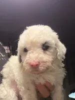 Snowflake Micro Mini / Blue Eyes, a female Poodle - Toy  and Sheepadoodle for sale in Phoenix, AZ – 3 of 9