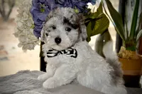 Yogi Micro Miniture Sheepadoodle reduced, a male Sheepadoodle for sale in Phoenix, AZ – 1 of 5