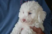 Sugar Micro Mini/Blue Eyes Sheepadoodle Reduced, a male Sheepadoodle for sale in Phoenix, AZ – 7 of 9