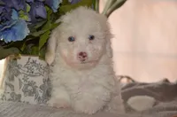 Casper Micro Mini Blue Eyes Reduced, a male Old English Sheepdog and Poodle - Toy  for sale in Phoenix, AZ – 6 of 9