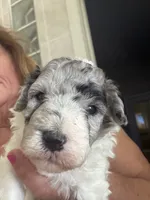 Yogi Micro Mini Sheepadoodle , a male Poodle - Toy  and Sheepadoodle for sale in Phoenix, AZ – 4 of 8