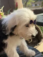 Pepper, a female Sheepadoodle for sale in Phoenix, AZ – Photo 3 of 4