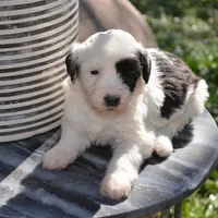 Pepper-Reduced price, a female Sheepadoodle for sale in Phoenix, AZ – Photo 1 of 8