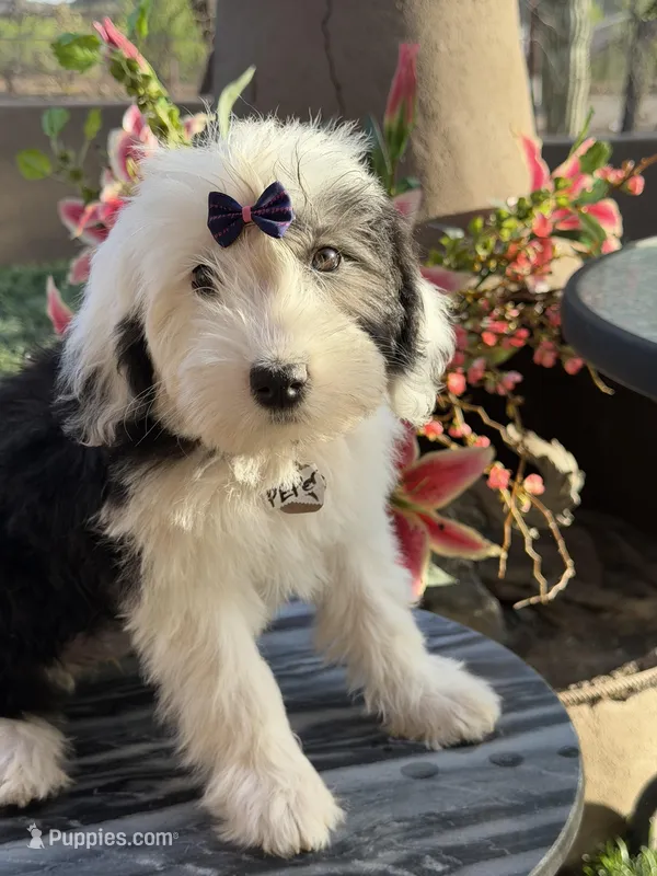 Pepper – Sheepadoodle puppy for sale in Phoenix, AZ