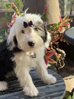 Pepper, a female Sheepadoodle for sale in Phoenix, AZ – Photo 1 of 4