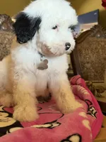 Pepper, a female Sheepadoodle for sale in Phoenix, AZ – Photo 4 of 4
