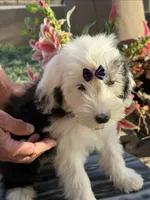 Pepper, a female Sheepadoodle for sale in Phoenix, AZ – Photo 2 of 4