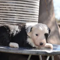 Pepper-Reduced price, a female Sheepadoodle for sale in Phoenix, AZ – Photo 7 of 8